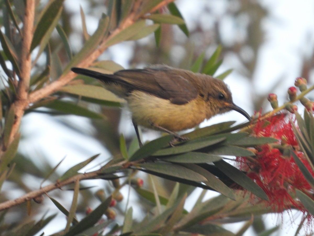 Variable Sunbird - ML620600561