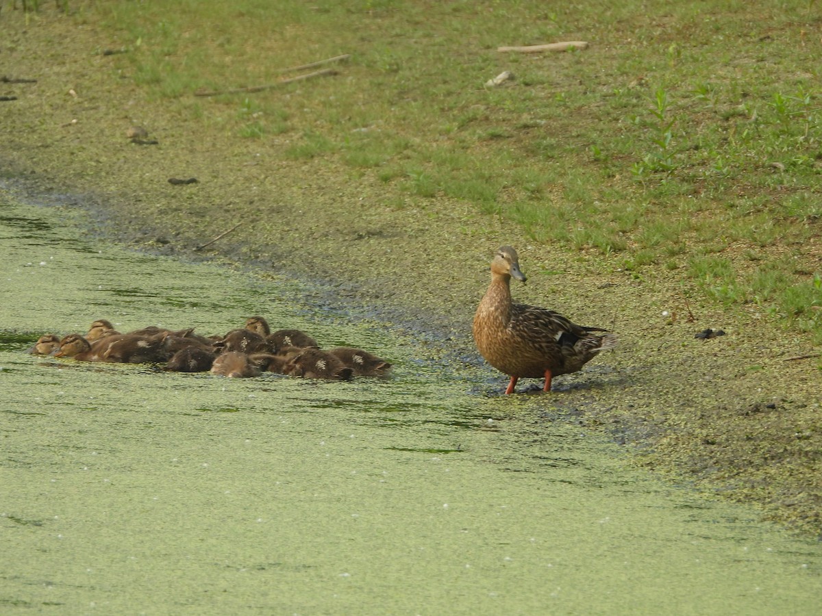 Canard colvert - ML620600563