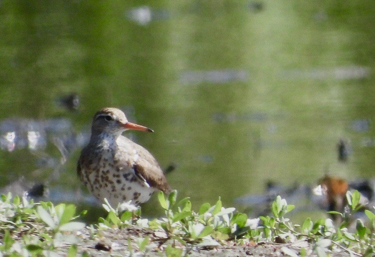 Spotted Sandpiper - ML620600564