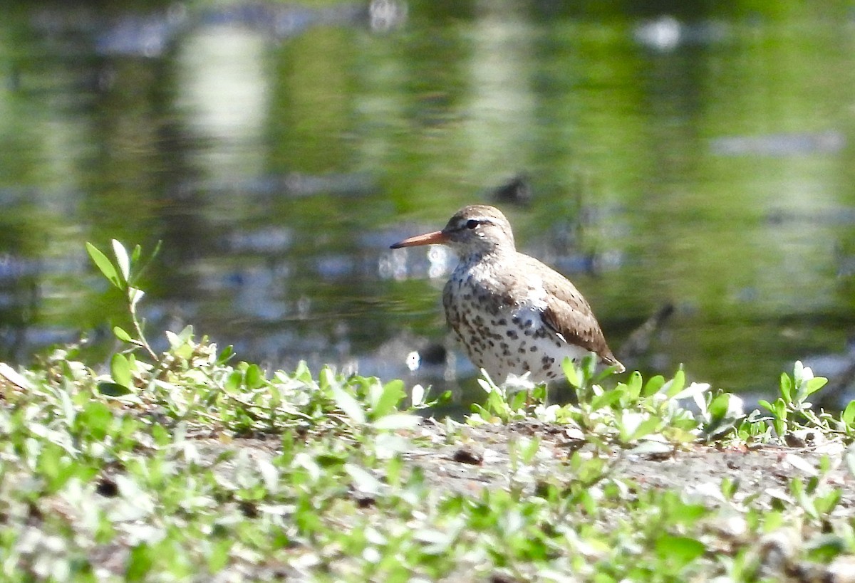 Spotted Sandpiper - Nui Moreland