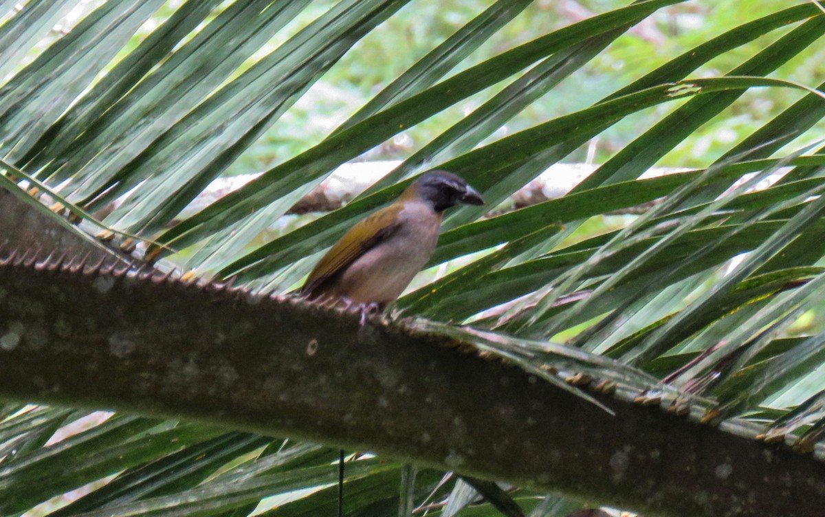 Buff-throated Saltator - ML620600567