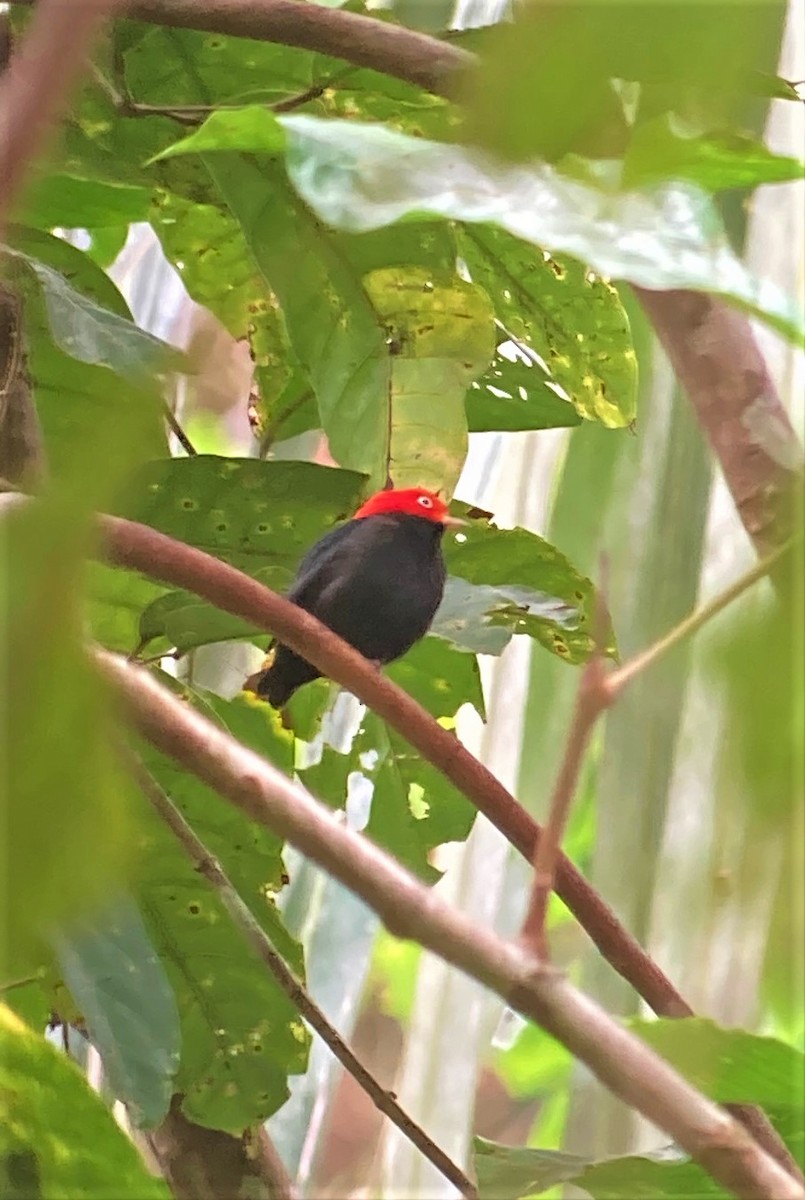 Red-capped Manakin - ML620600586