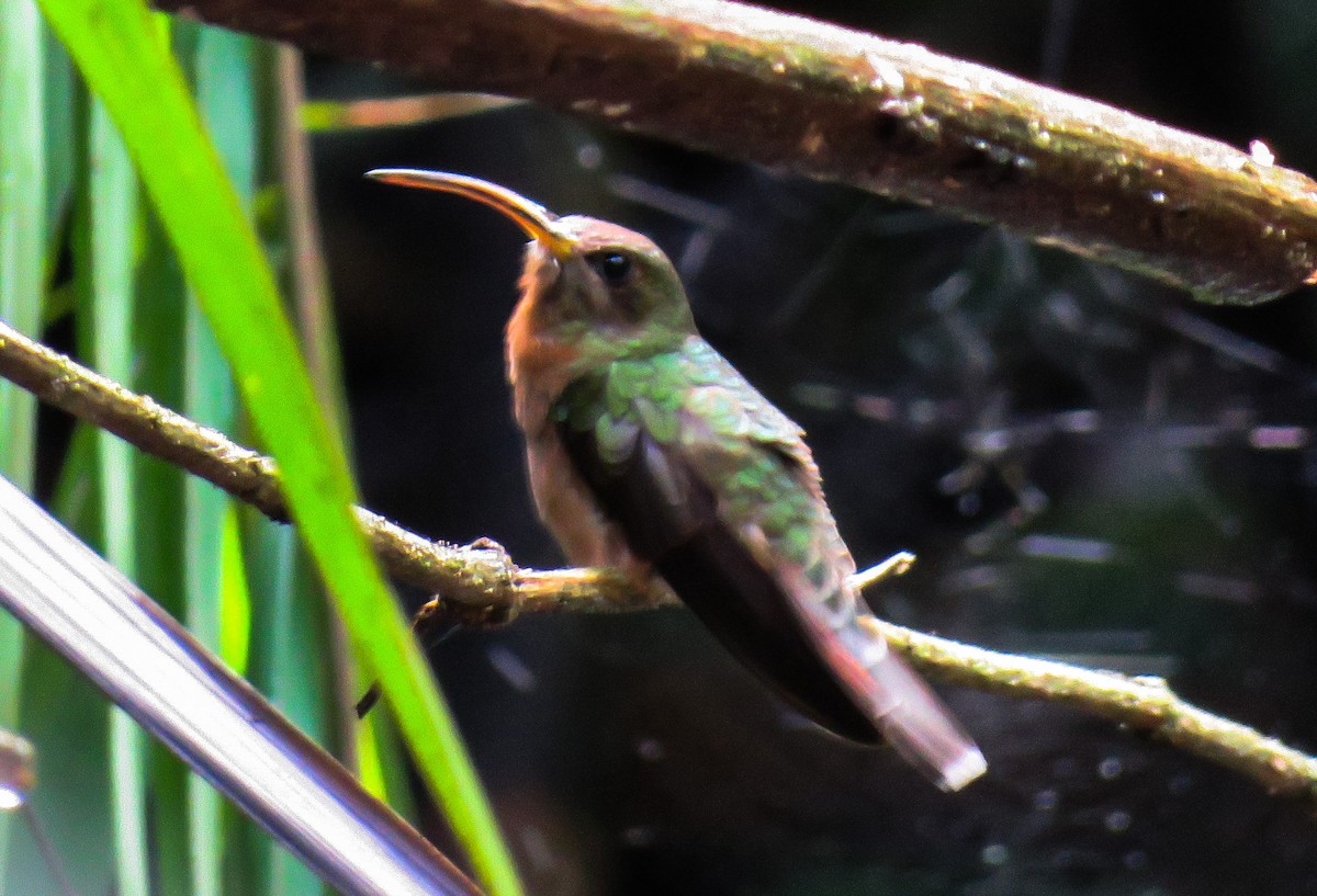 Краснохвостый колибри-отшельник - ML620600587