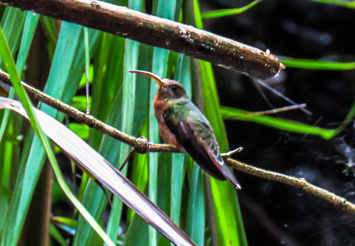 Rufous-breasted Hermit - ML620600588