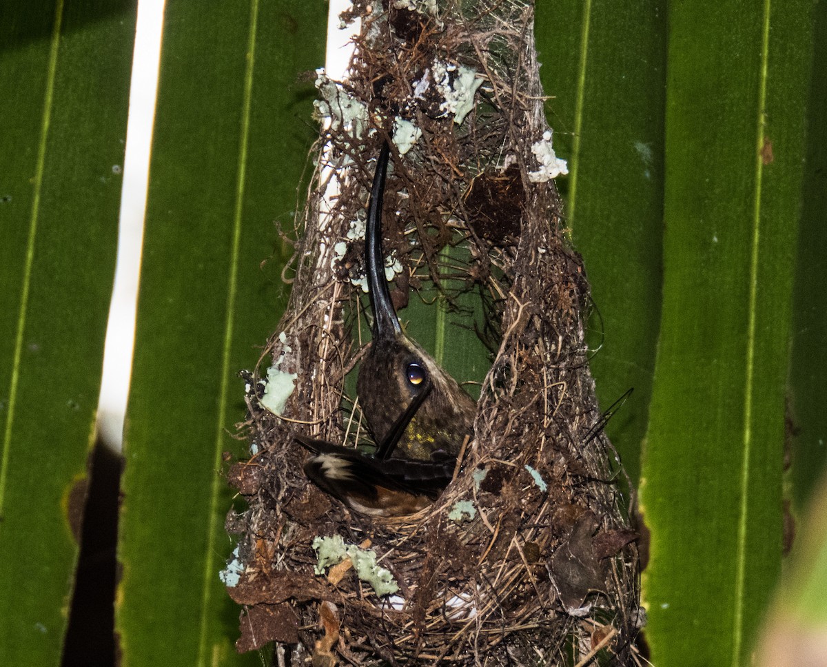 Rufous-breasted Hermit - ML620600590