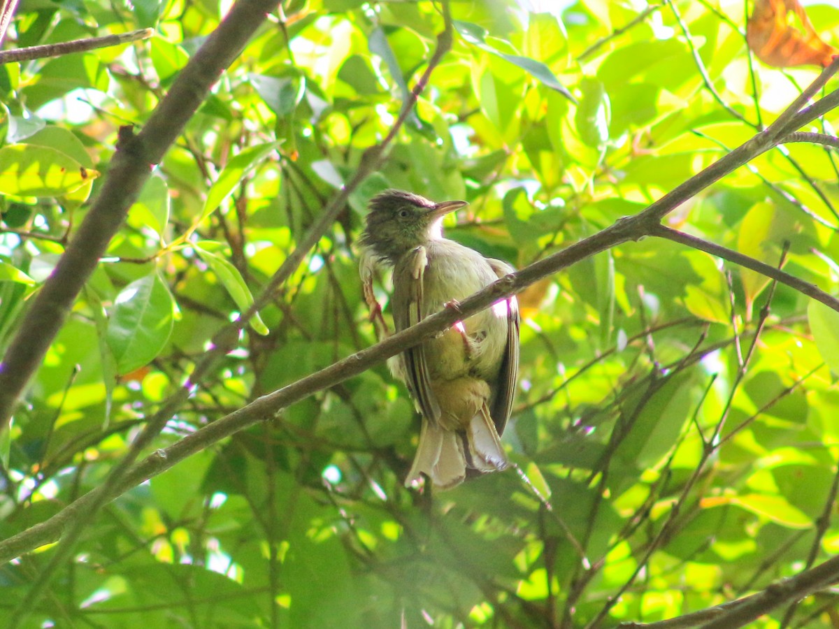 Gray-eyed Bulbul - ML620600592