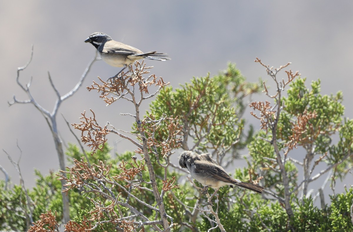 Black-throated Sparrow - ML620600601