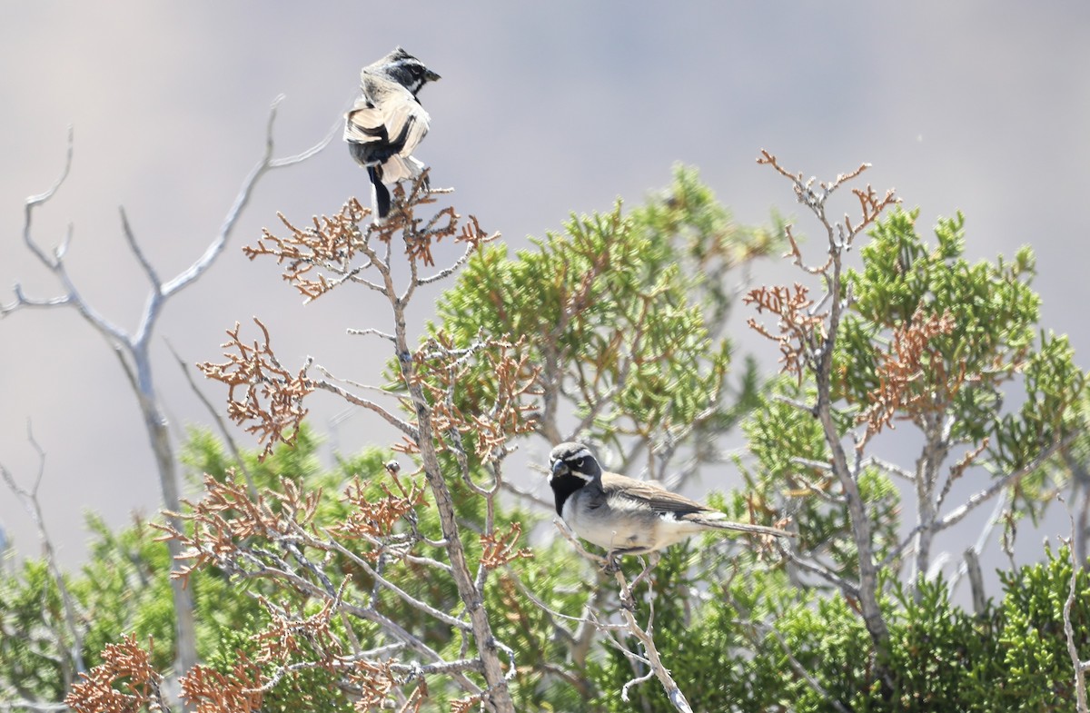 Black-throated Sparrow - ML620600602