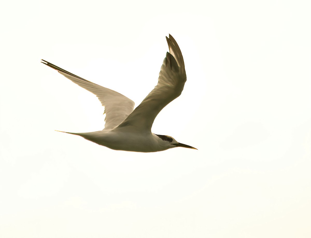 Sandwich Tern - ML620600603