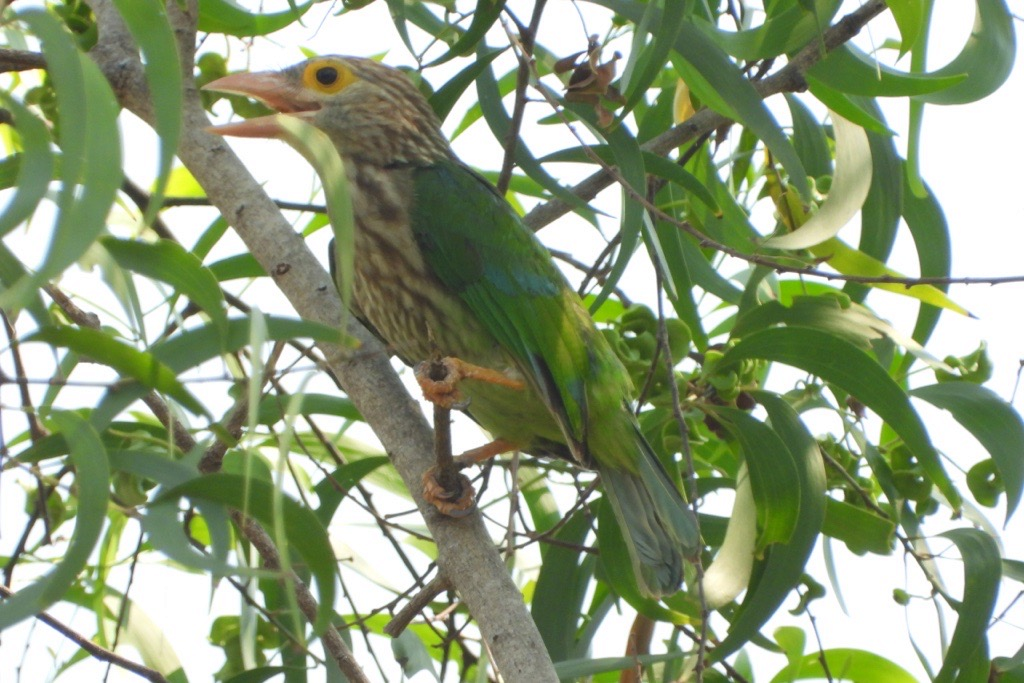 Lineated Barbet - Alfred McLachlan-Karr