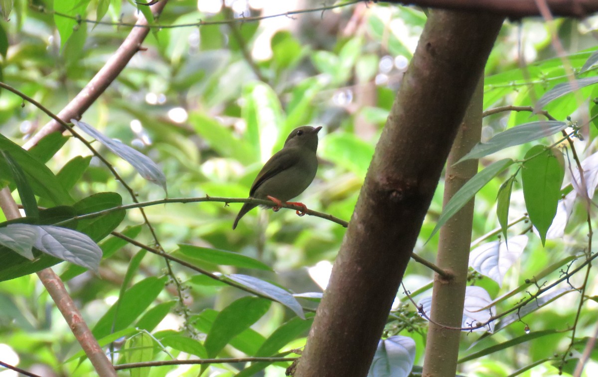 White-bearded Manakin - Eduardo Vieira 17