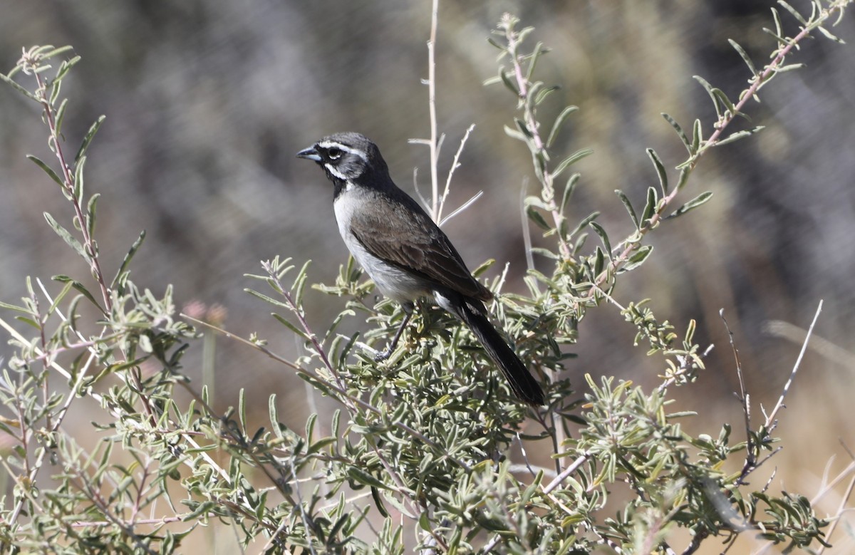 Black-throated Sparrow - ML620600608