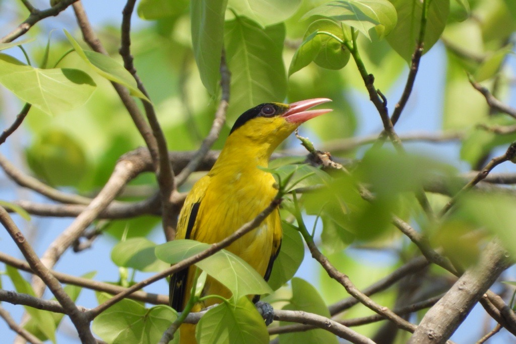 Black-naped Oriole - ML620600617