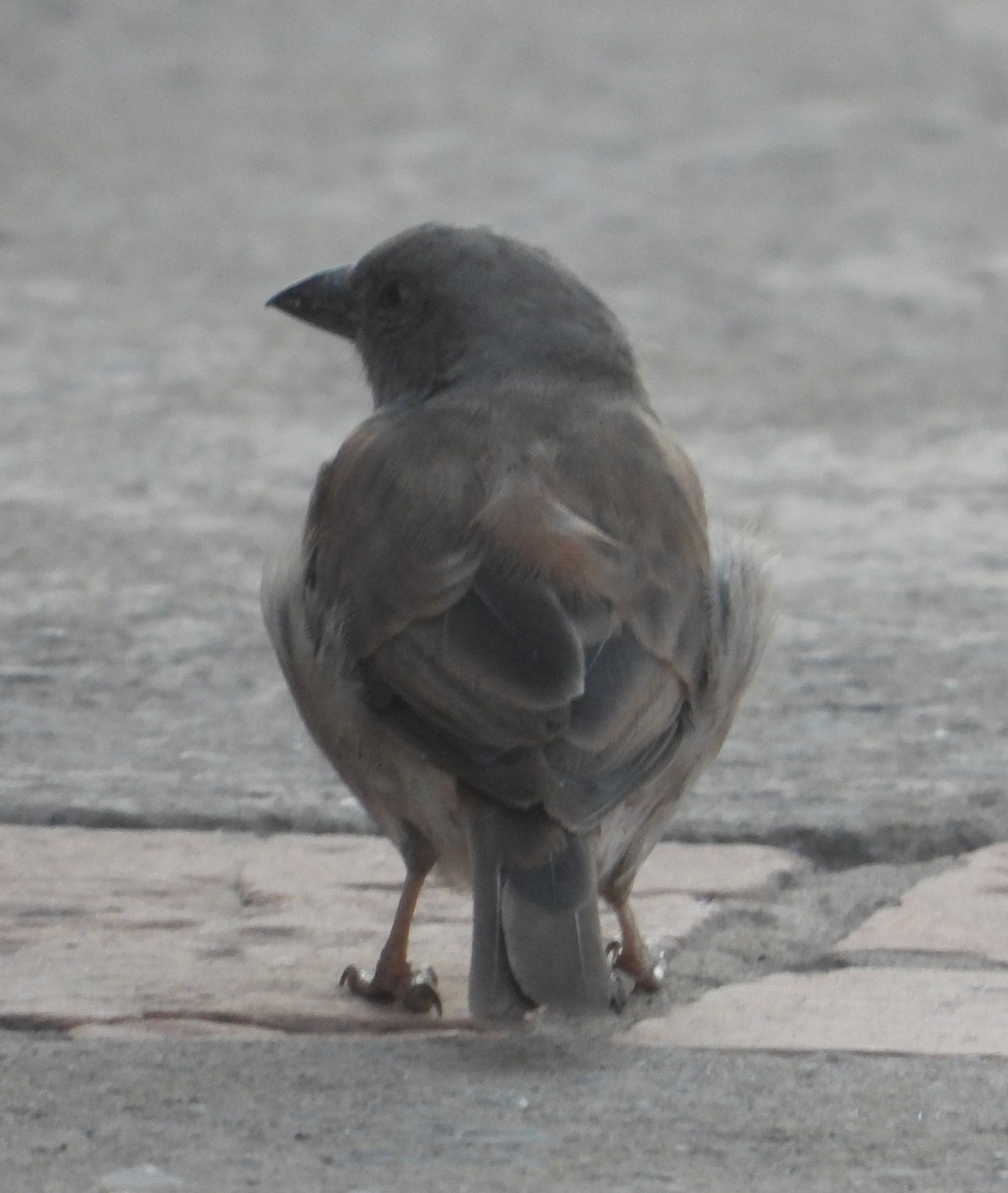 Northern Gray-headed Sparrow - ML620600618