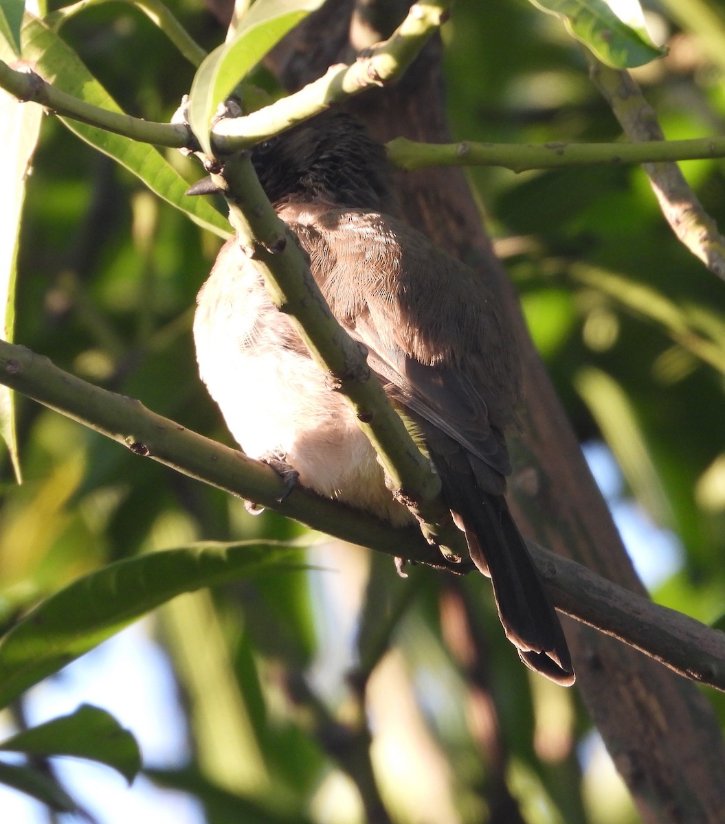 Northern Gray-headed Sparrow - ML620600620