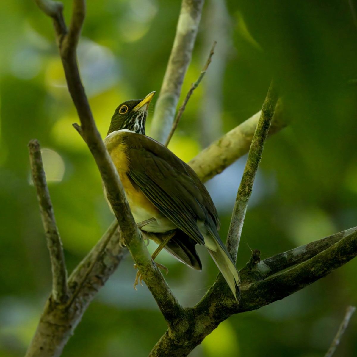 White-necked Thrush - ML620600622