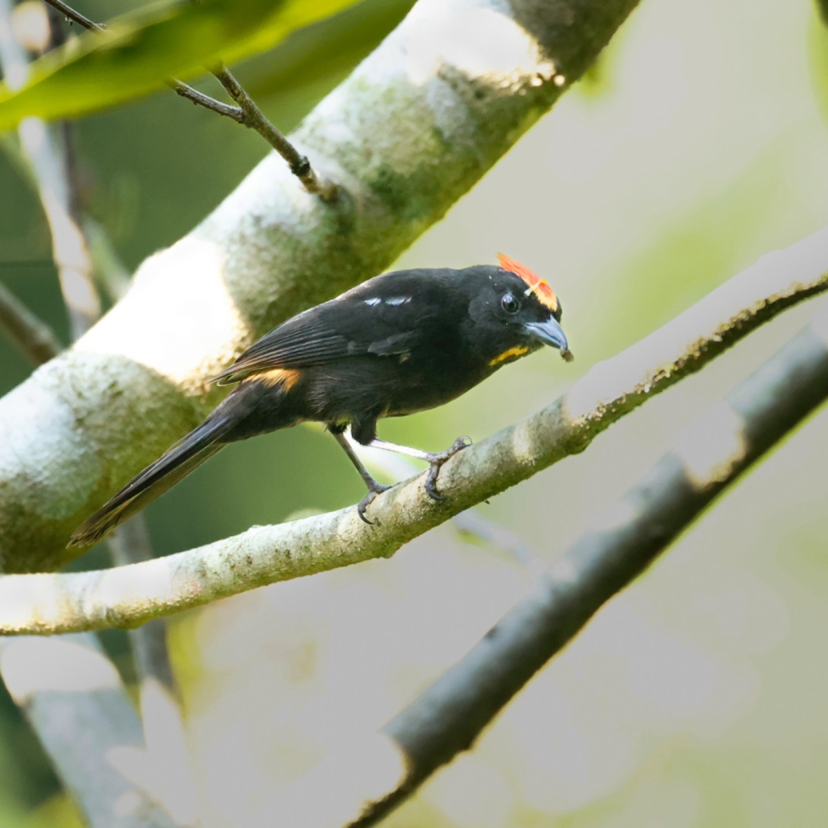 Flame-crested Tanager (Flame-crested) - Paulo Valadao