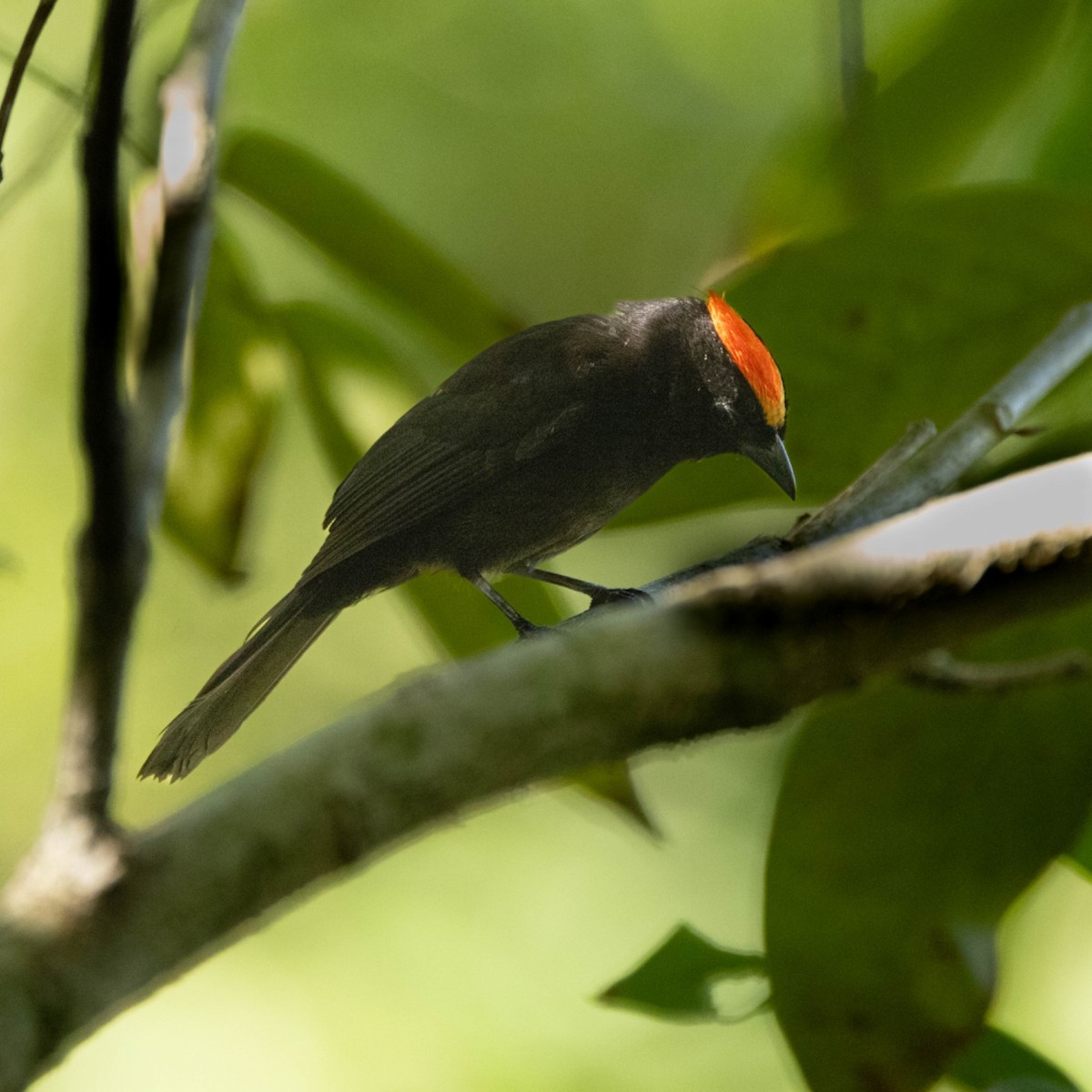 Flame-crested Tanager (Flame-crested) - ML620600636
