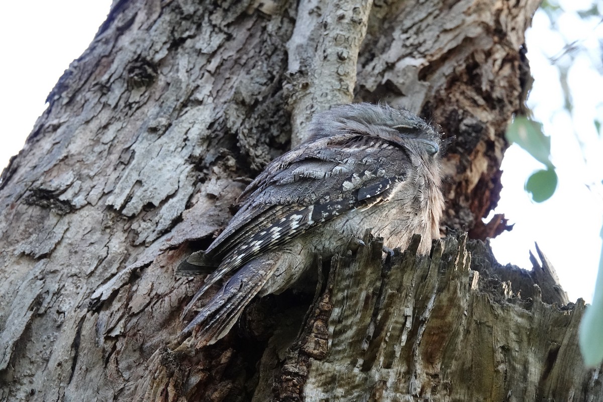 Tawny Frogmouth - ML620600642