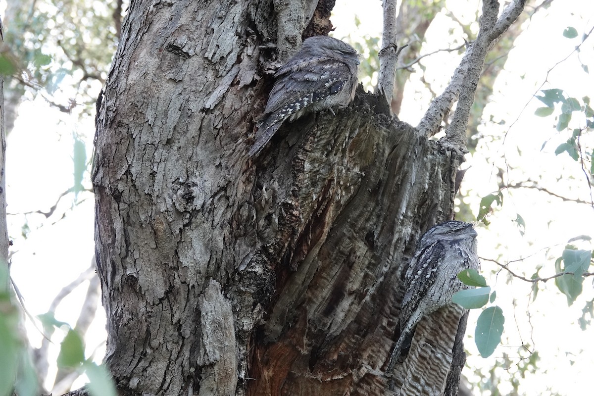 Tawny Frogmouth - ML620600643