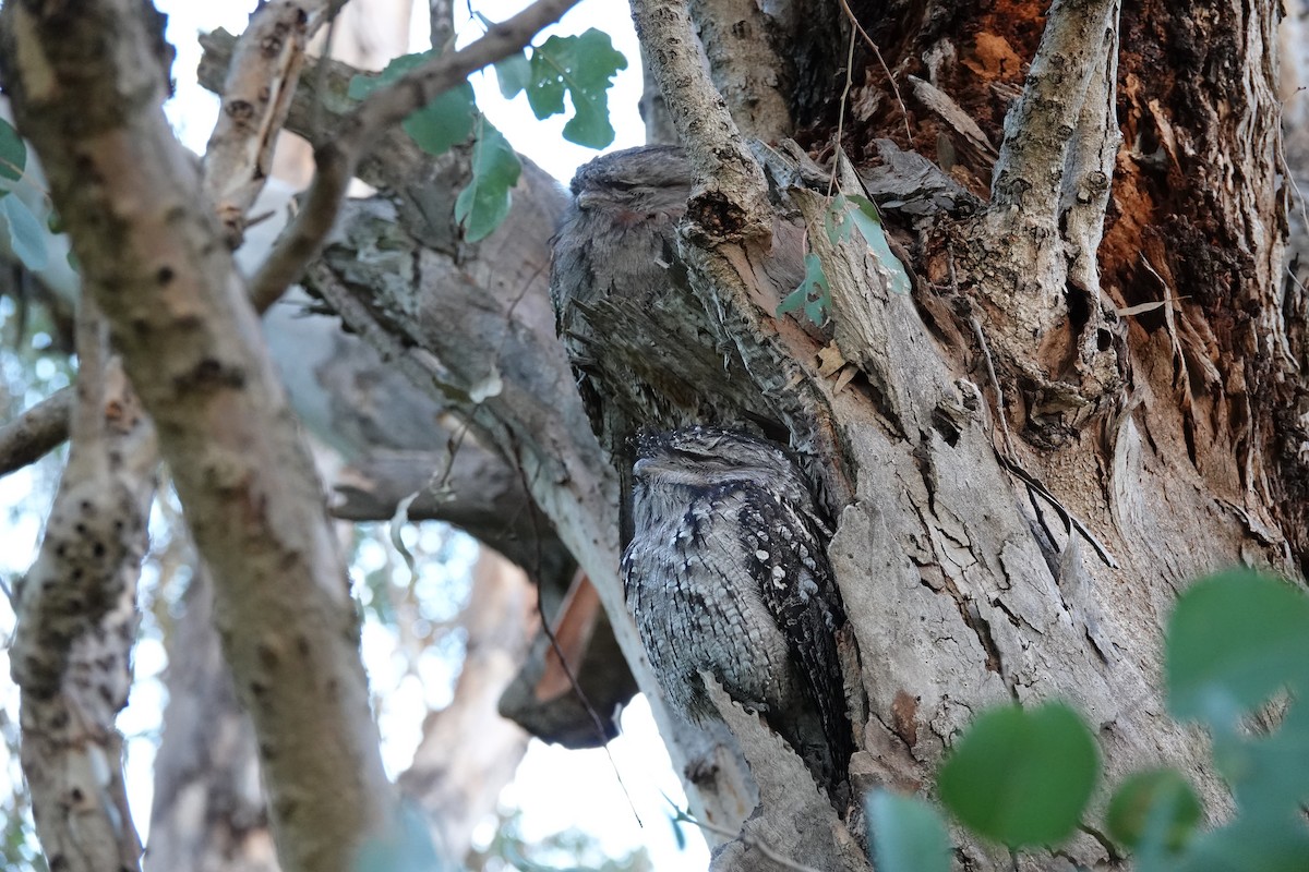 Tawny Frogmouth - ML620600646