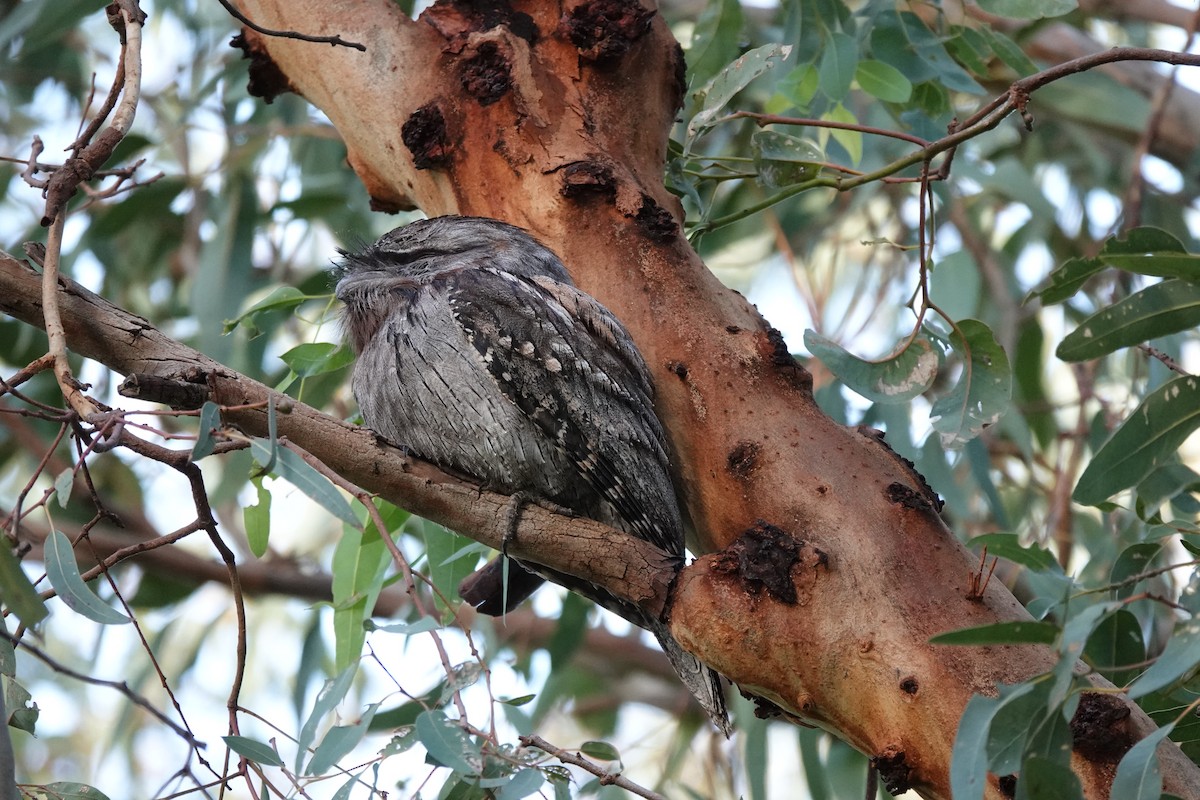 Tawny Frogmouth - ML620600647