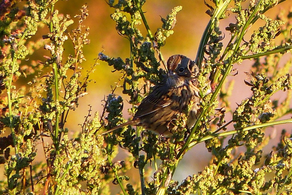 Lincoln's Sparrow - ML620600653