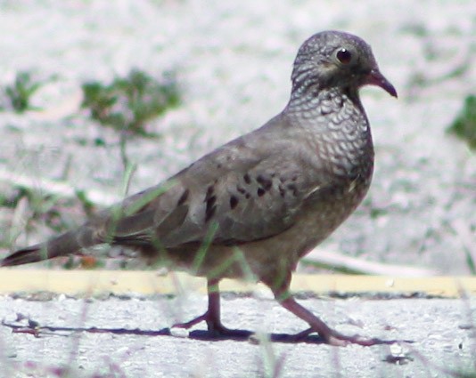 Common Ground Dove - ML620600654