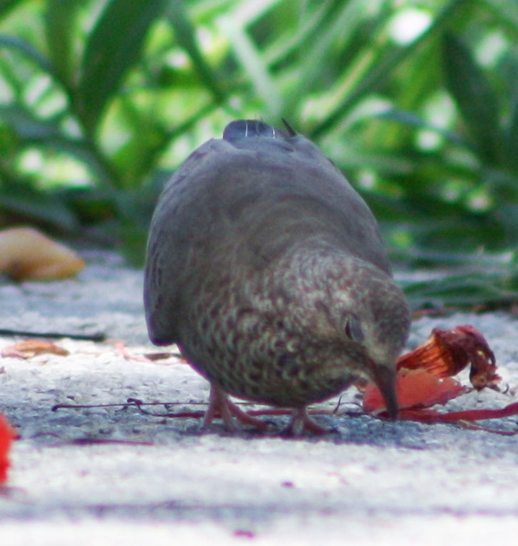 Common Ground Dove - ML620600656