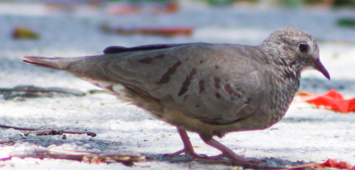 Common Ground Dove - Serguei Alexander López Perez