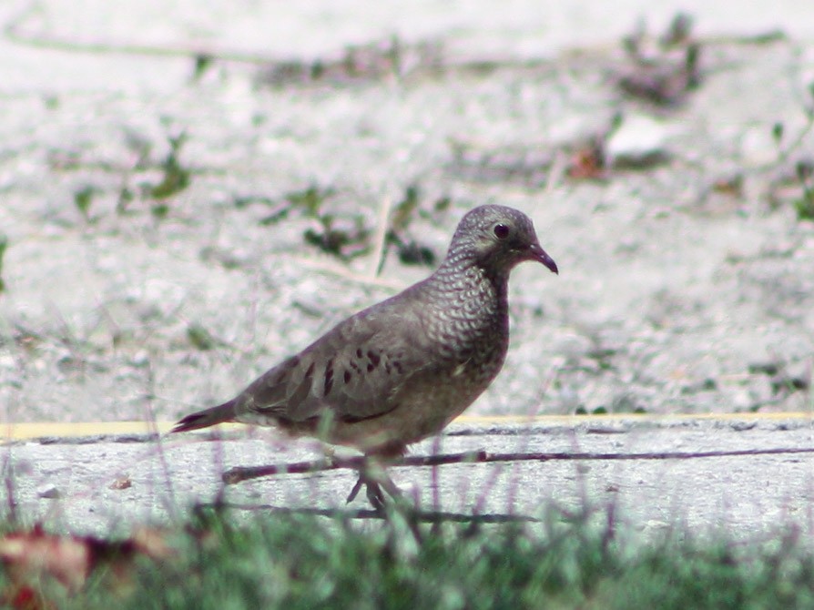 Common Ground Dove - ML620600658