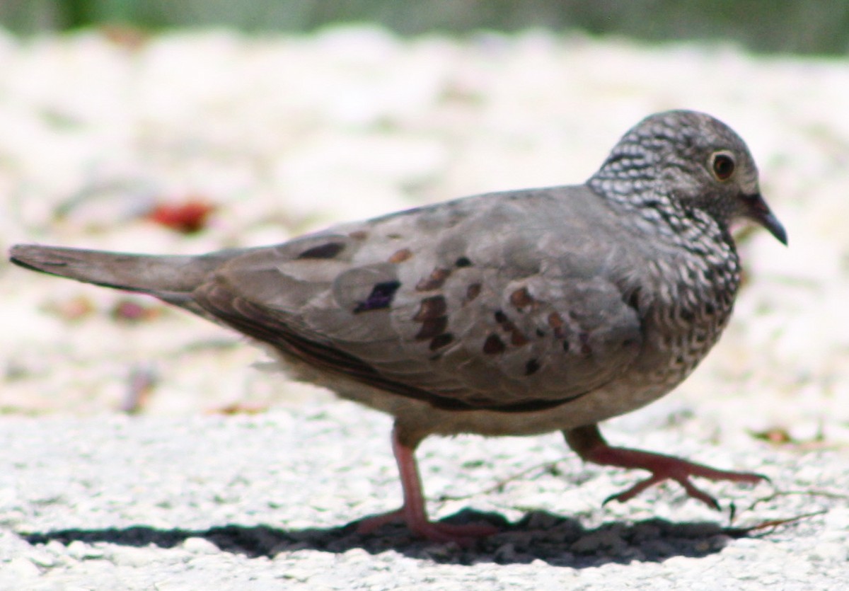 Common Ground Dove - ML620600661