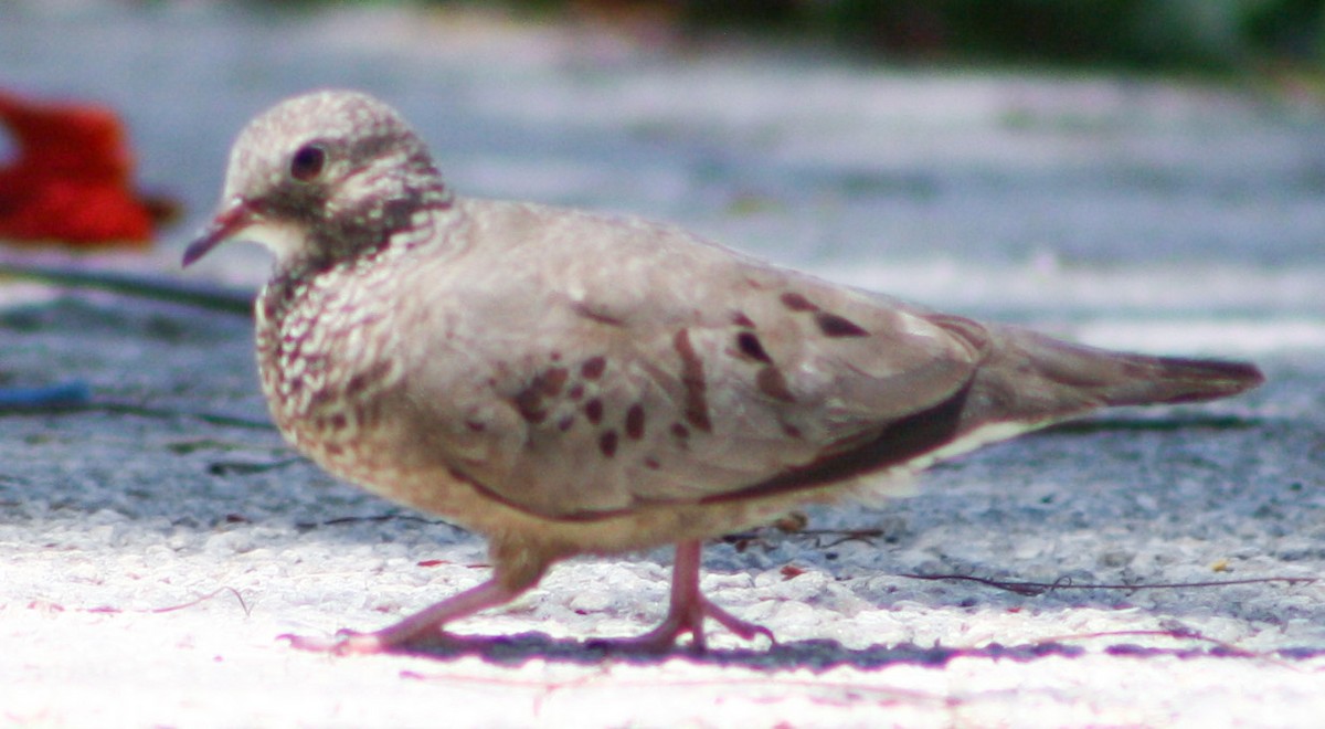 Common Ground Dove - ML620600662