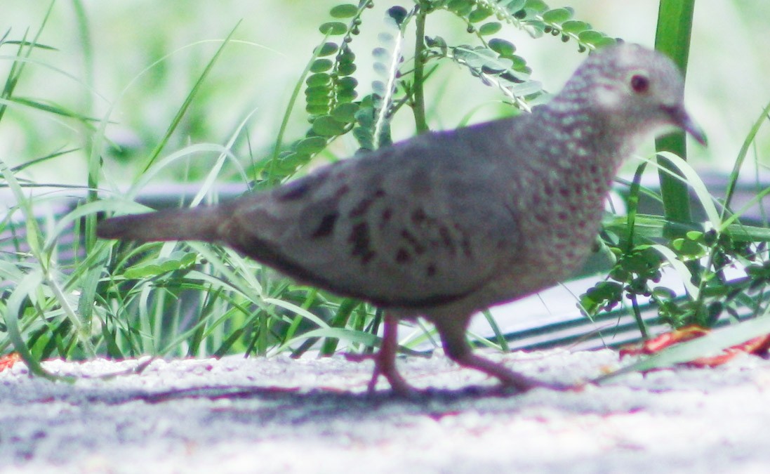 Common Ground Dove - ML620600663