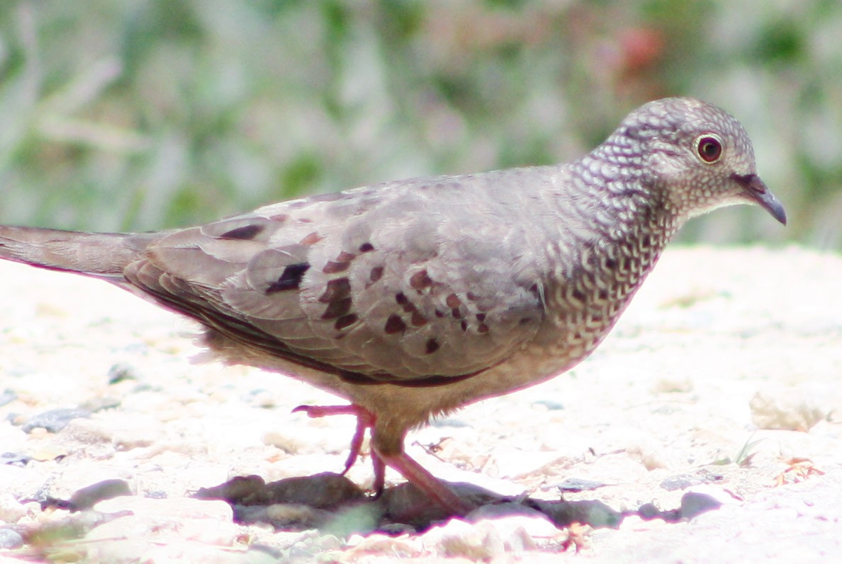 Common Ground Dove - ML620600664