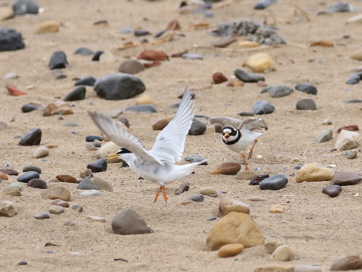 Little Tern - ML620600668