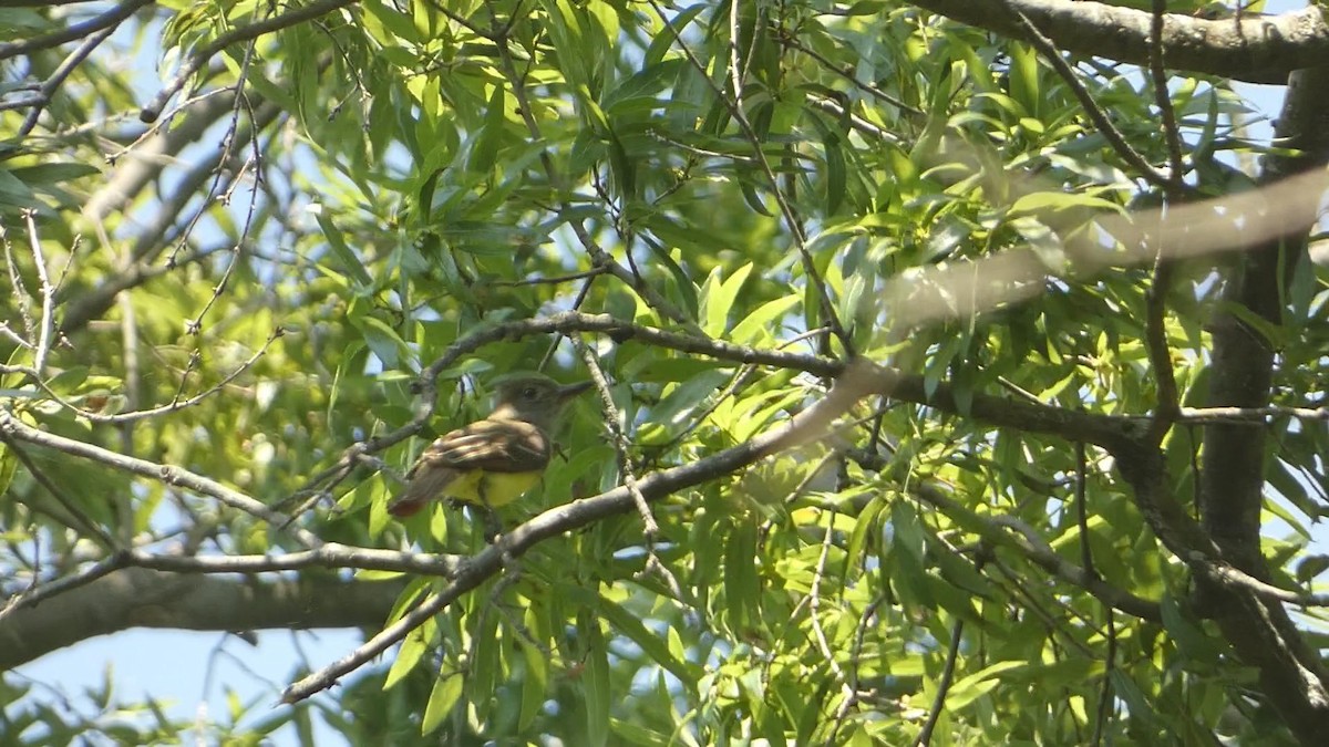 Great Crested Flycatcher - ML620600671