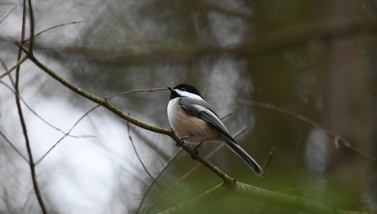 Mésange à tête noire - ML620600674