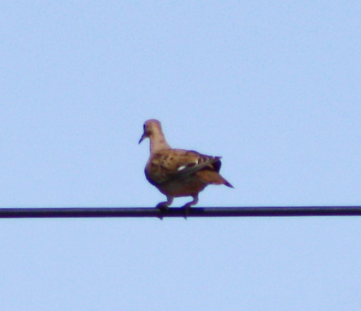 Zenaida Dove - ML620600679