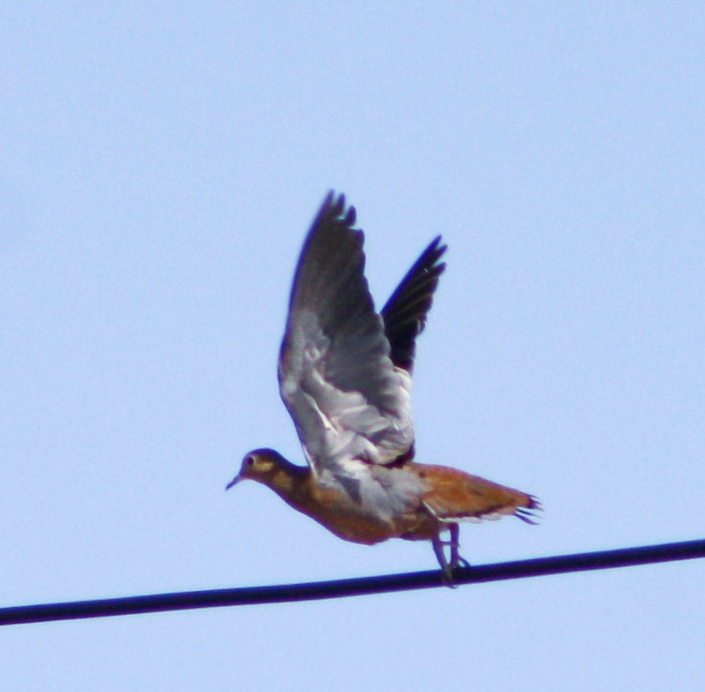 Zenaida Dove - ML620600681