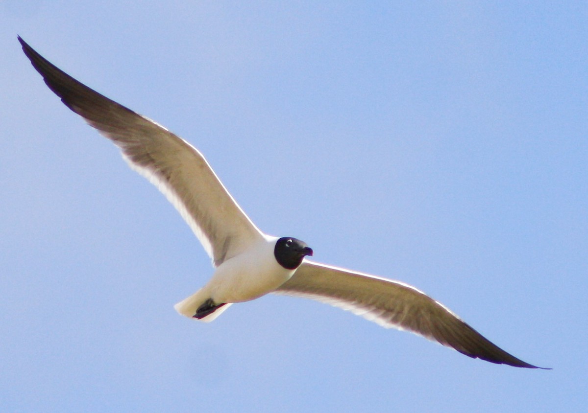 Laughing Gull - ML620600690