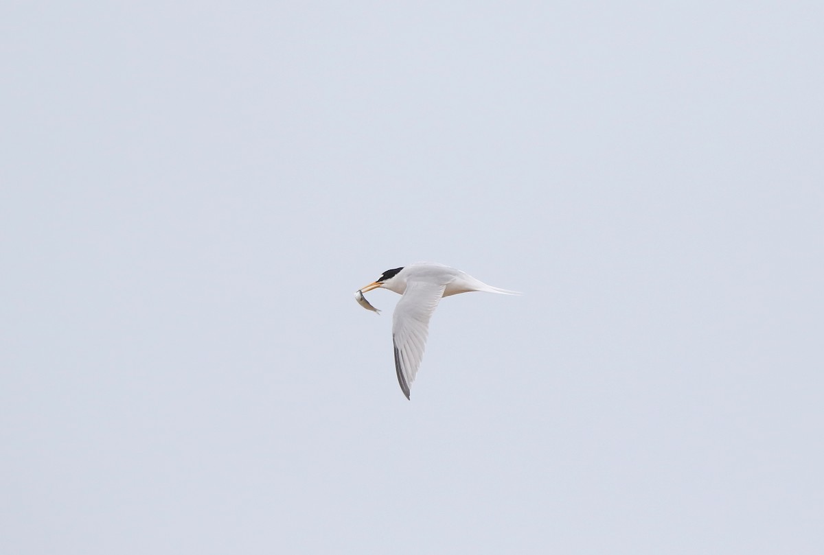 Little Tern - ML620600694