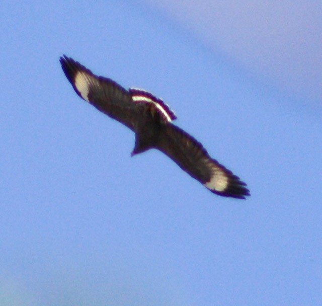 Cuban Black Hawk - Serguei Alexander López Perez