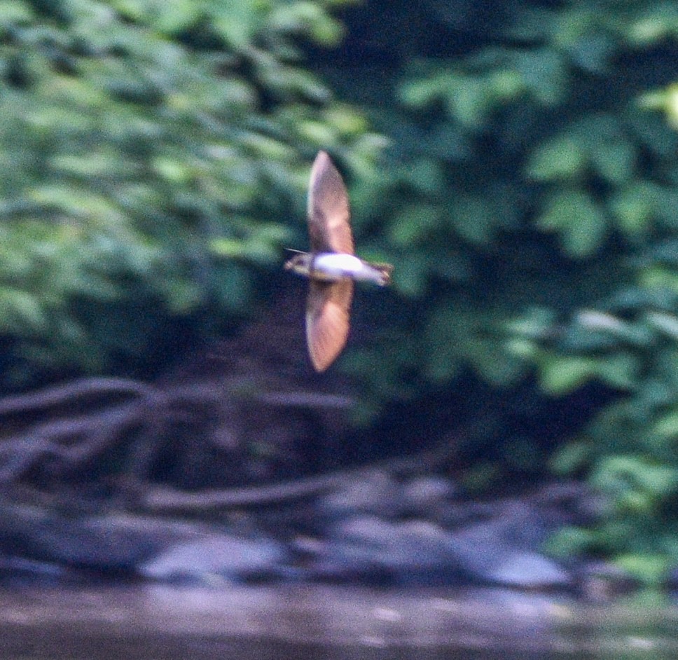 Bank Swallow - ML620600700