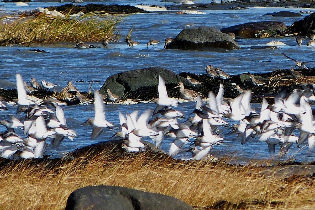 Hudsonian Godwit - ML620600701