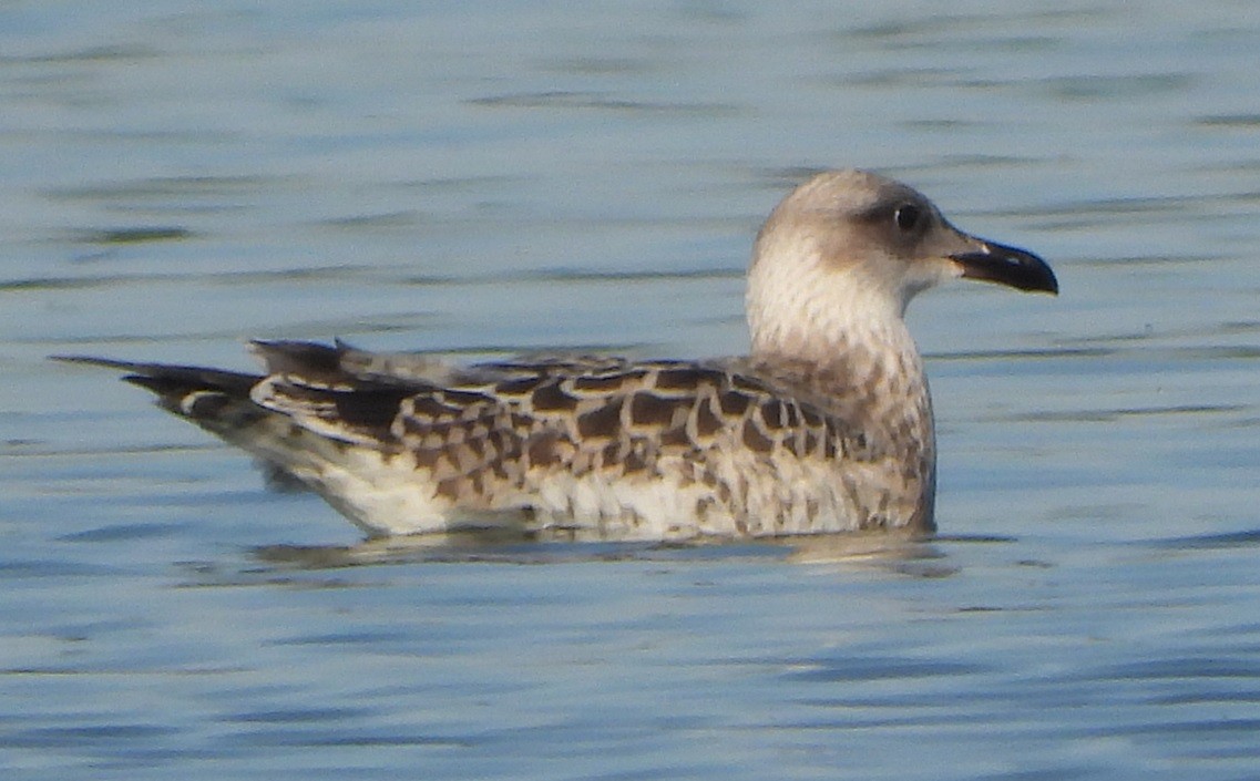 Caspian Gull - ML620600706