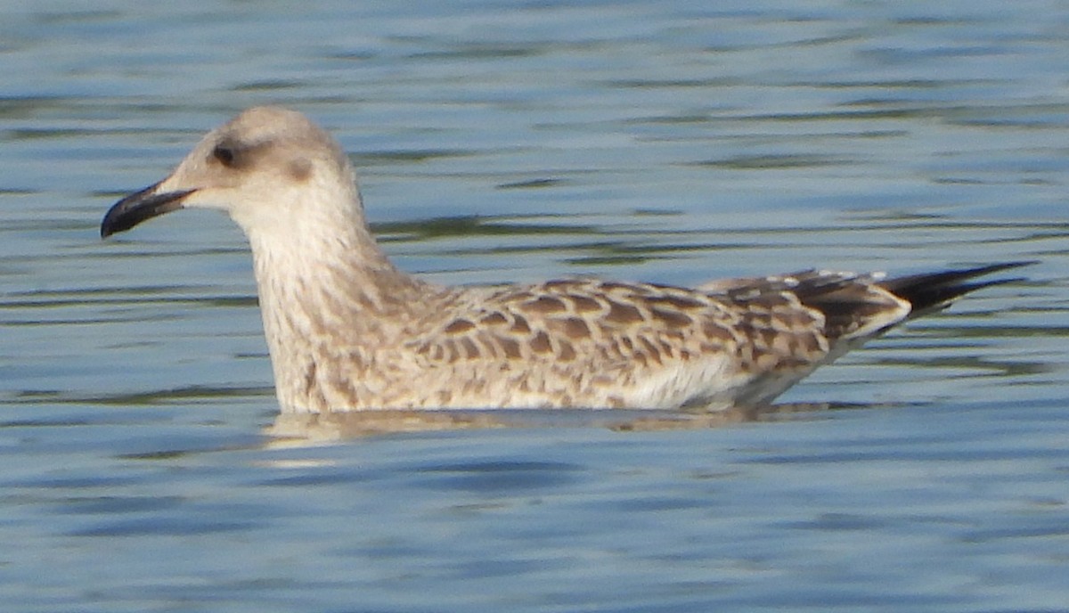 Caspian Gull - ML620600707