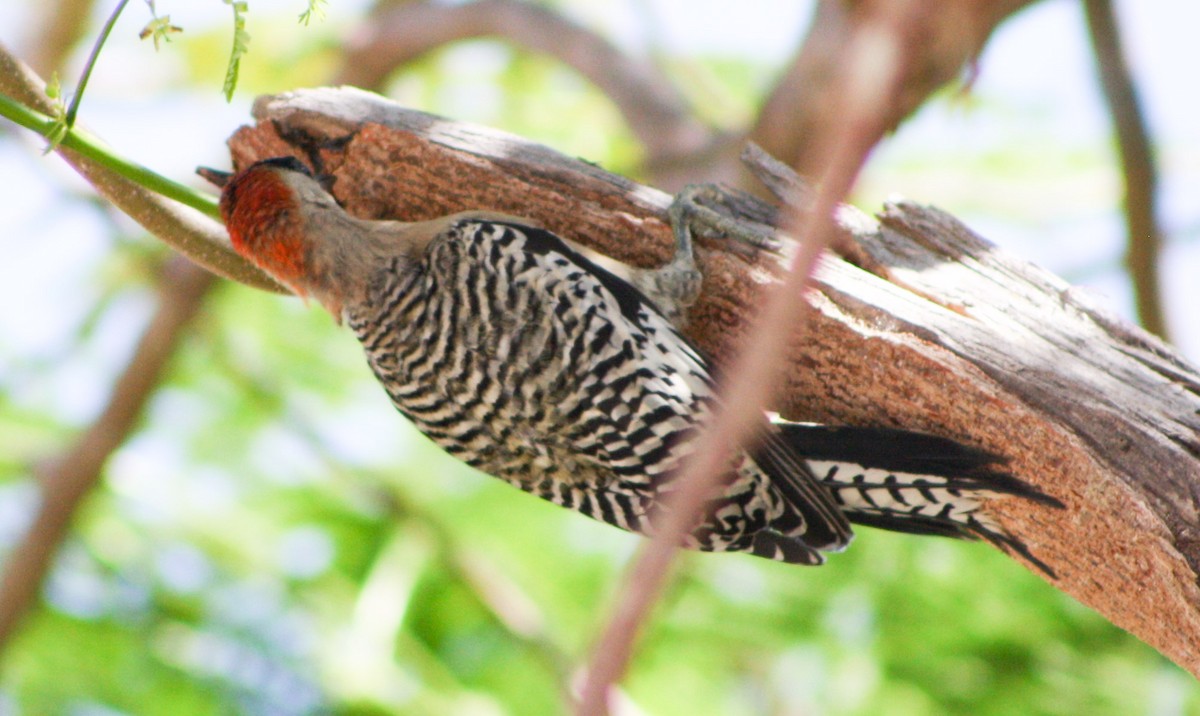 West Indian Woodpecker - ML620600709