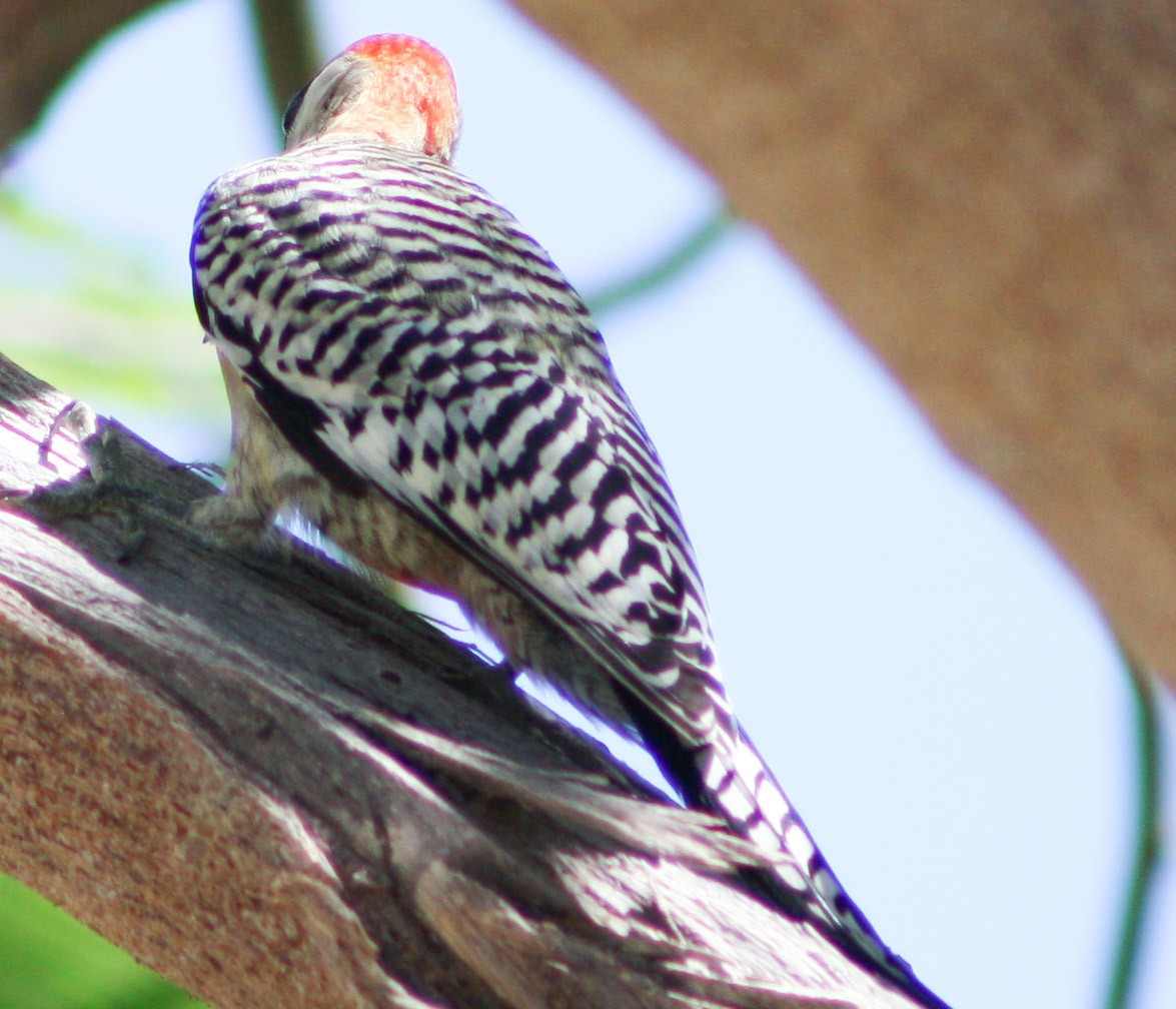 West Indian Woodpecker - ML620600710