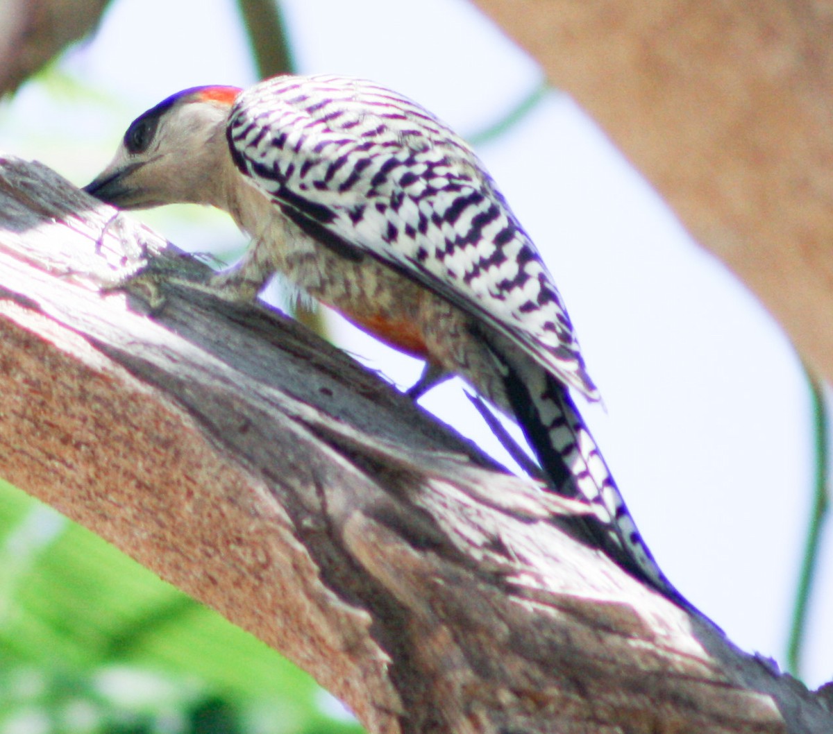 West Indian Woodpecker - ML620600711